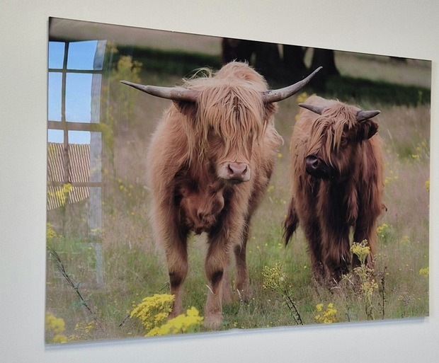 Schotse Hooglanders plexiglas